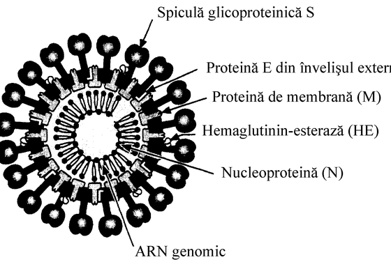 600px Coronavirus ro 1