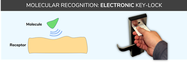 Molecular recognition - lock-key system